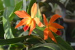 Cattleya orchid flower. Stock photo of exotic tropical plant.