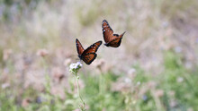 Two Butterfly Monarch, Dual Butterfly Monarch