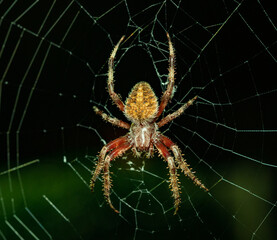 Spider
