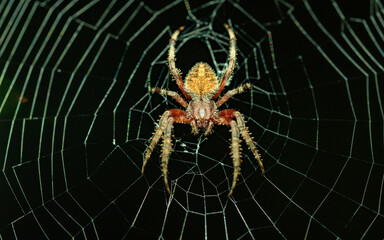 Spider