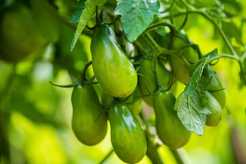 Canvas Print - organic tomatoes in the garden