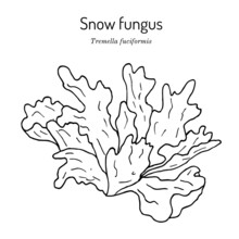Snow Fungus Tremella Fuciformis , Edible And Medicinal Mushroom