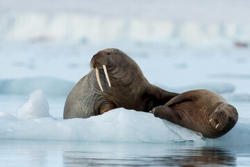 walrus resting in svalbard