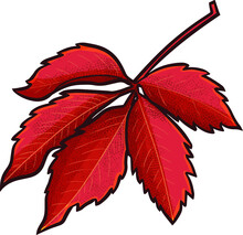 Funny Five Red Brown Autumn Leaves In Doodle Style