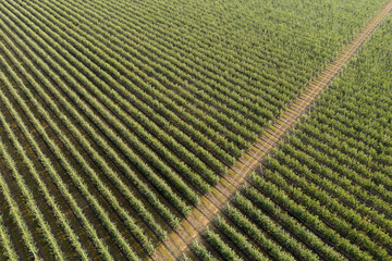 Poster - Aerial view of the apple orchard