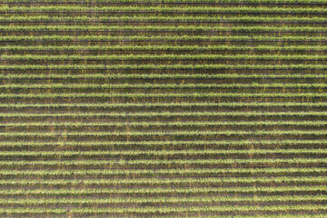 Poster - Aerial view of the apple orchard