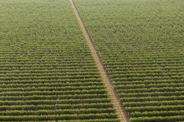 Poster - Aerial view of the apple orchard