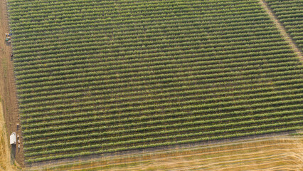 Poster - Aerial view of the apple orchard