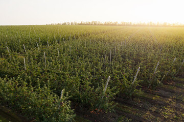 Poster - Aerial view of the apple orchard