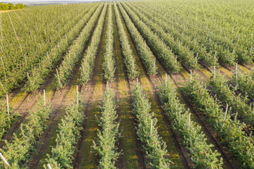 Poster - Aerial view of the apple orchard