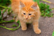 close-up of a cute red kitten in the grass