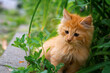 Cute little red kitten in the green grass on the street