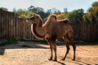 A camel in the zoo on the sand in full growth, against the background of a wooden fence