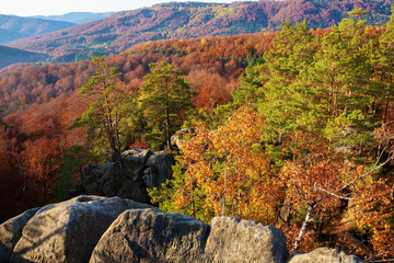 Wall Mural - Fantastically beautiful view of the autumn beech forest and rocks in the morning light.