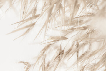 Dry romantic beige fluffy fragile rush reed cane buds with light background and soft mist effect