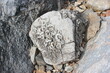 Round Sea Shells On A Big Beach Stone