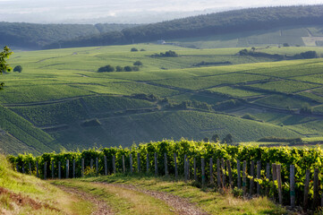 Sticker - Medoc vineyard in the Loire valley