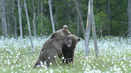Wall Mural - Two young brown bears playfighting in the middle of the cotton grass on a Finnish bog