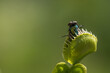 Venus flytrap with captured fly - Macroshot with low depth of field