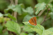 Stunning Image Of Rare Brown Hairstreak Butterfly Thecla Butulae In English Countrysdie Wild Flower Meadow In Summer