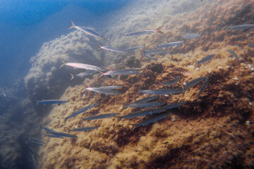  Large school of Chevron Barracuda (Sphyraena putnamae), Isola d' Elba, Italy, mediterranean sea