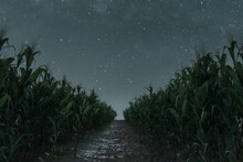 3d Rendering Of Pathway In The Middle Of Green Cornfield In Front Of Starry Sky At Night. Selective Focus