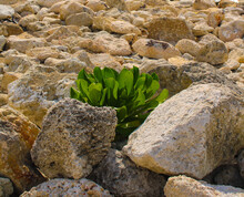Lone Tropical Plant Growing In The Rocks