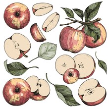 Vector Collection Of Hand-drawn Apples. Colored Sketch Illustrations On A White Background. A Set Of Isolated Objects Of Vintage Engraving Style. For Advertising Design, Juice Packaging, Cider, Menu
