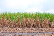 sugarcane plantation, sugar cane in harvest season, sugarcane land, sugar cane fresh in plant field