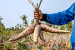 cassava in hand, tapioca in farmer hand in harvest season, cassava plantation land