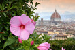 Beautiful pink hibiscus flower in a garden located at Michelangelo square in Florence overlooking the famous Cathedral of Santa Maria del Fiore. Italy.
