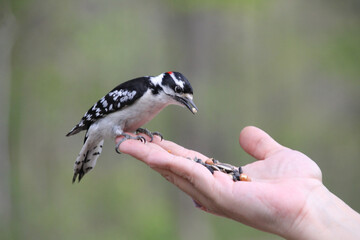 Closeup shot of a hairy woodpecker eating seeds from a person's hand