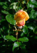 A Blooming Yellow Rose With Dew Drops In The Morning Sun
