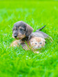 Friendly Dachshund puppy hugs tiny ginger kitten on green summer grass