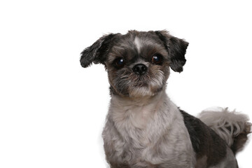 Wall Mural - Beautiful dog in front of a white background