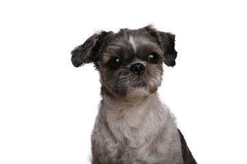 Wall Mural - Beautiful dog in front of a white background