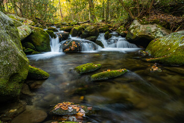 Wall Mural - Leaves Cling to Rocks in Rushing Creek