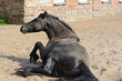 Bay horse. The horse is lying in the sand. Sports horse