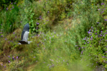 Wall Mural - Graureiher //  Grey Heron (Ardea cinerea)