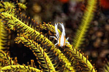 Wall Mural - A picture of a crinoid squat lobster