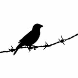 Fototapeta Dinusie - a sparrow on barbwire, silhouette vector