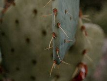 Macro Shot Of A Beautiful Parry's Agave Leaves And Thorns