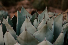 Closeup Shot Of A Beautiful Parry's Agave Leaves