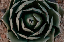 Top View Of A Beautiful Parry's Agave Leaves