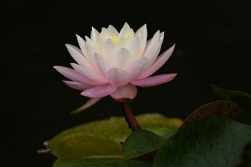 Water lilies flowers. Nymphaeaceae perennial aquatic plants.