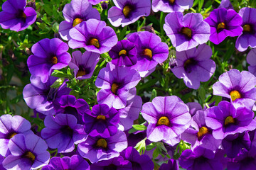 Wall Mural - Purple Calibrachoa flowers, also called Million Bells are in the nightshade family