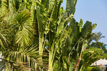 Abaca and palms. Banana textile Palm trees on the coast of the Sinai Peninsula. Date palm and abaca in Egypt.