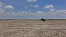 A Lone Elephant Wanders Through The Endless African Savanna. The Trunk Is Lowered. Dusty Dry Land With Sparse Vegetation. Picturesque Cumulus Clouds Can Be Seen In The Blue Sky. Kenya. Amboseli