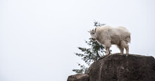 Mountain Goat On Top Of A Hill