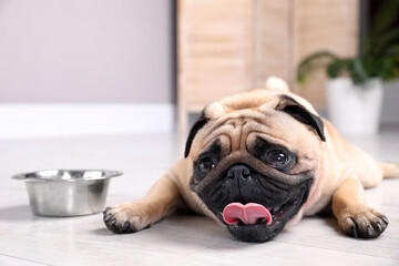 Wall Mural - Cute pug dog suffering from heat stroke near bowl of water on floor at home